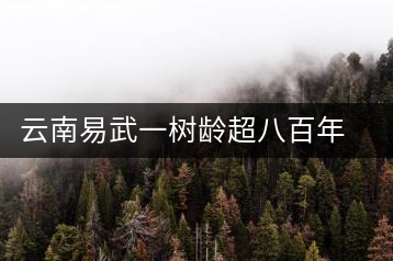 云南易武一樹齡超八百年古茶樹死亡，當(dāng)?shù)卦磕杲M織村民拜謁