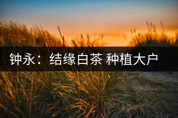 鐘永：結緣白茶 種植大戶傾其一生為茶而生