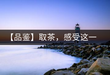 【品鑒】取茶，感受這一輪鳳起古茶的魅力