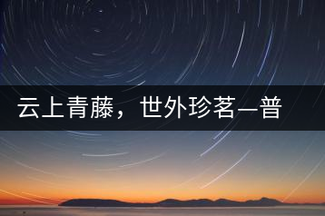 云上青藤，世外珍茗—普秀百年藤條茶即將上市
