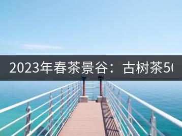 2023年春茶景谷：古樹茶500-600元／公斤，紫芽茶300-480元／公斤，白芽茶1200-2000元／公斤。