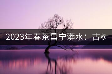 2023年春茶昌寧漭水：古樹(shù)混采純料480-600元／公斤，大樹(shù)360-420元／公斤，臺(tái)地260-300元／公斤，古樹(shù)單株均價(jià)880-1200元／公斤。