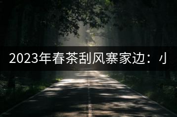 2023年春茶刮風(fēng)寨家邊：小樹400-500，古樹1000-1600元／公斤