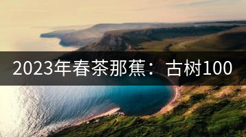 2023年春茶那蕉：古樹1000-1500元／公斤，中樹600-800元／公斤