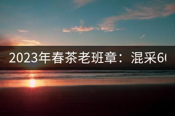 2023年春茶老班章：混采6000-8000元／公斤，挑采：12000元／公斤