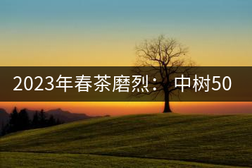 2023年春茶磨烈： 中樹(shù)500-600元／公斤，古樹(shù)混采：2200-2600元／公斤