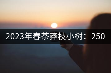 2023年春茶莽枝小樹：250元／公斤， 古樹：1000-1200元／公斤