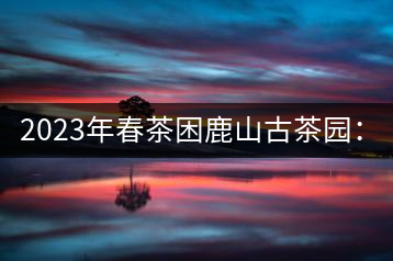 2023年春茶困鹿山古茶園：大樹8000-12000元／公斤，周邊小樹200-300元／公斤