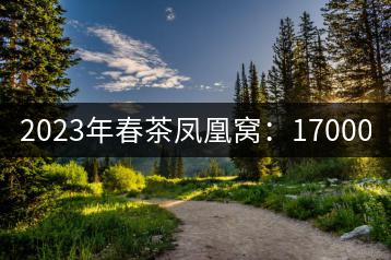 2023年春茶鳳凰窩：17000-24000元／公斤