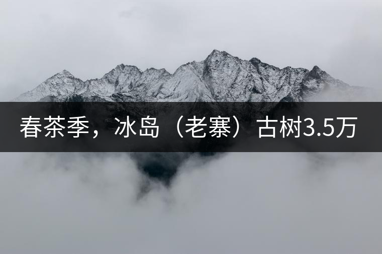 春茶季，冰島（老寨）古樹3.5萬起