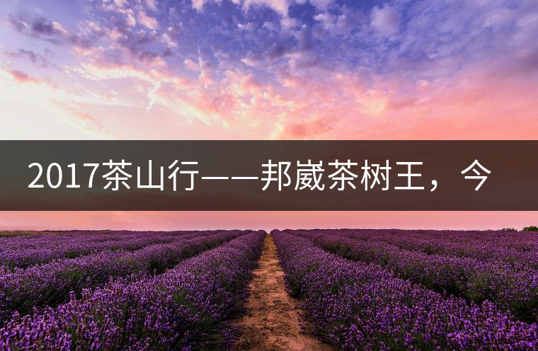 2017茶山行——邦崴茶樹王,今天你是長這樣 2017茶山行——邦崴茶樹王,今天你是長這樣