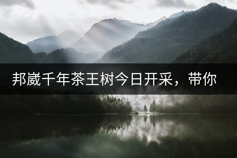 邦崴千年茶王樹今日開采，帶你了解被低估的邦崴古樹茶邦崴千年茶王樹今日開采，帶你了解被低估的邦崴古樹茶