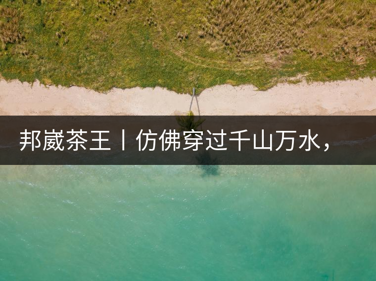 邦崴茶王丨仿佛穿過千山萬水，就是為了它而來邦崴茶王丨仿佛穿過千山萬水，就是為了它而來