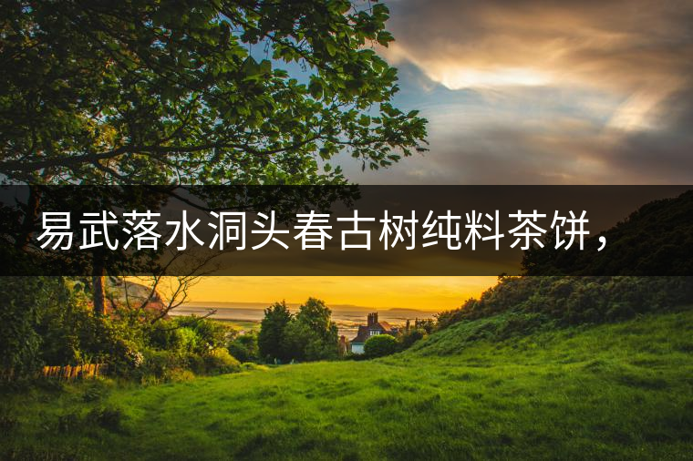 易武落水洞頭春古樹純料茶餅，實現(xiàn)原料和工藝的兩優(yōu)結(jié)合