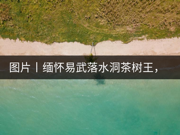 圖片丨緬懷易武落水洞茶樹王，犧牲前的樣貌圖片丨緬懷易武落水洞茶樹王，犧牲前的樣貌