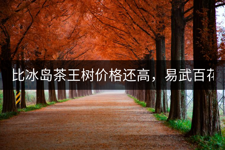 比冰島茶王樹(shù)價(jià)格還高，易武百花潭高桿古樹(shù)茶以100萬(wàn)成...比冰島茶王樹(shù)價(jià)格還高，易武百花潭高桿古樹(shù)茶以100萬(wàn)成交