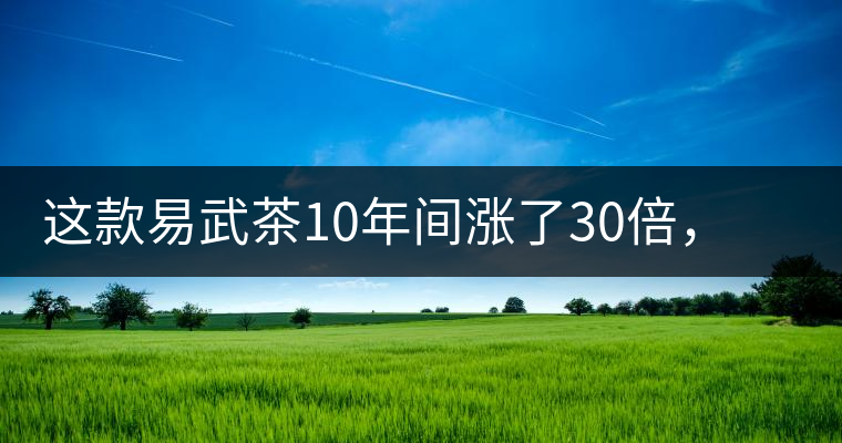 這款易武茶10年間漲了30倍，但已芳蹤罕見