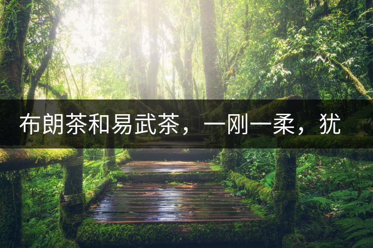 布朗茶和易武茶，一剛一柔，猶如洪拳與太極