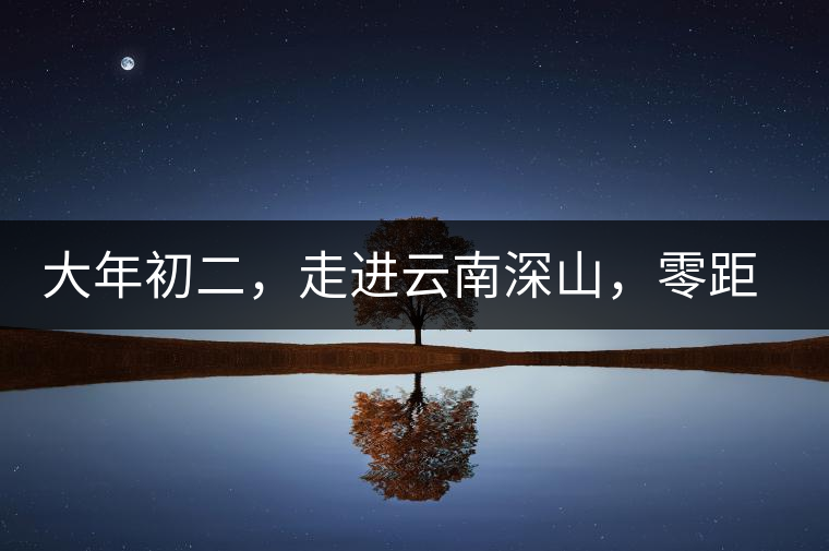 大年初二，走進云南深山，零距離接觸古茶樹