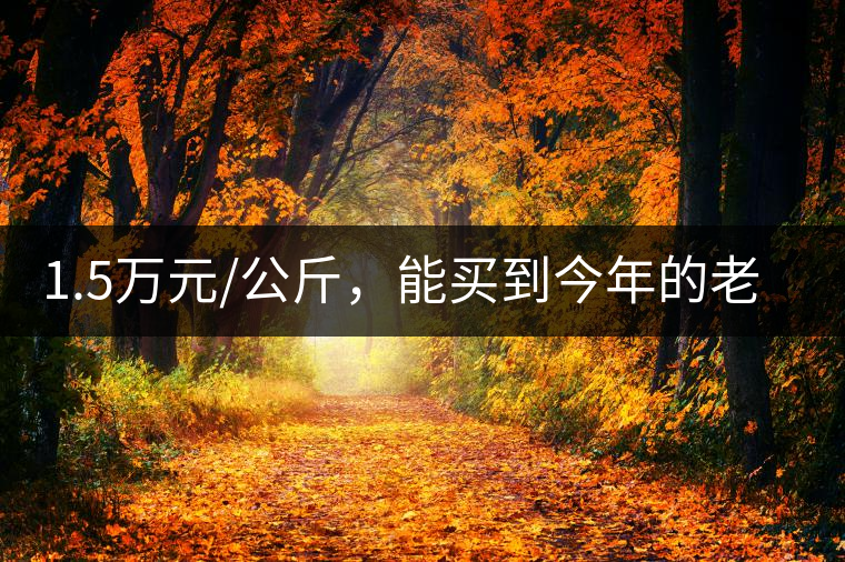 1.5萬元/公斤，能買到今年的老班章古樹茶嗎?1.5萬元/公斤，能買到今年的老班章古樹茶嗎？