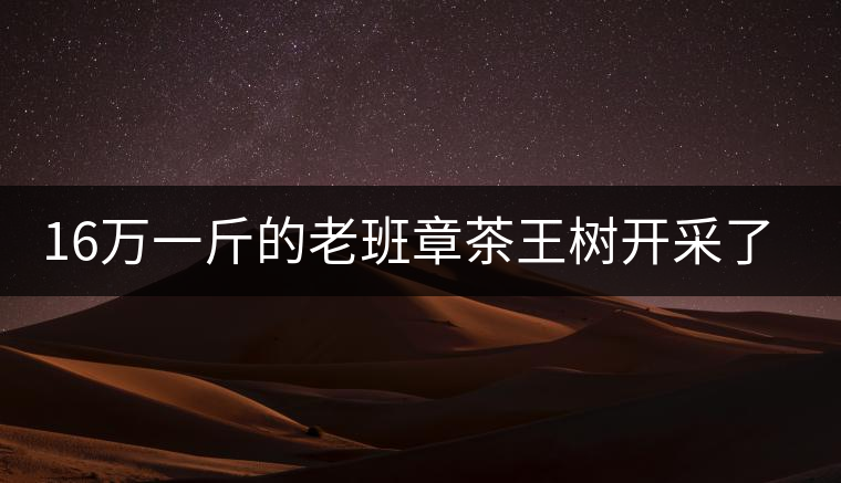 16萬一斤的老班章茶王樹開采了，茶友果斷拉了一車現(xiàn)金去...16萬一斤的老班章茶王樹開采了，茶友果斷拉了一車現(xiàn)金去！