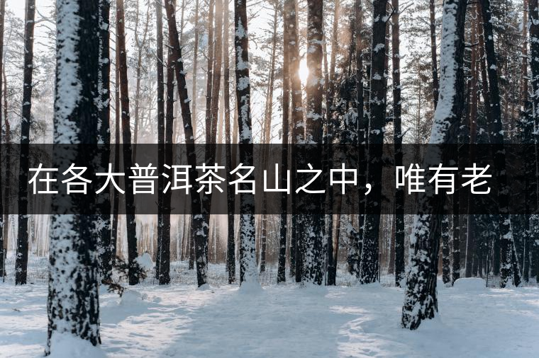 在各大普洱茶名山之中，唯有老曼峨古樹茶才能稱得上戰(zhàn)狼