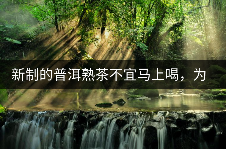 新制的普洱熟茶不宜馬上喝，為什么？