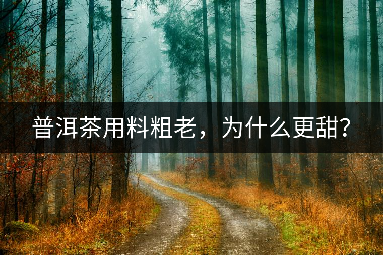 普洱茶用料粗老，為什么更甜？