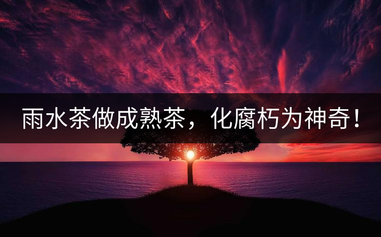 雨水茶做成熟茶，化腐朽為神奇！