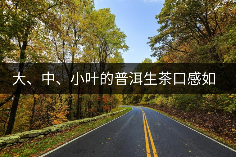 大、中、小葉的普洱生茶口感如何辨別？