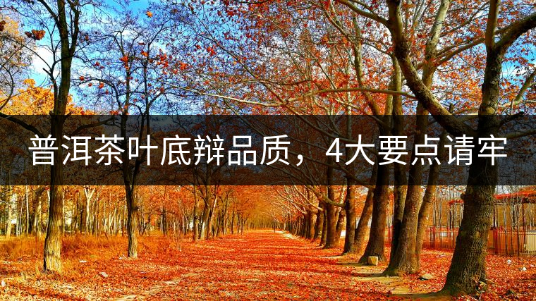 普洱茶葉底辯品質(zhì)，4大要點請牢記！