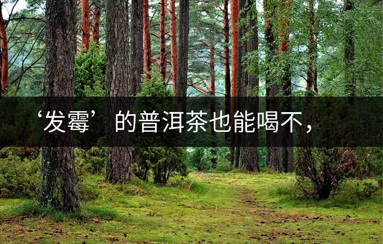 ‘發(fā)霉’的普洱茶也能喝不，看科學(xué)解釋