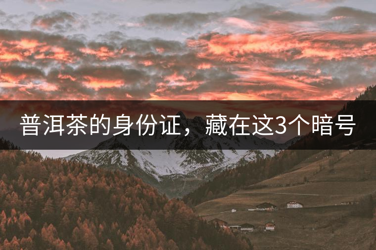 普洱茶的身份證，藏在這3個暗號中