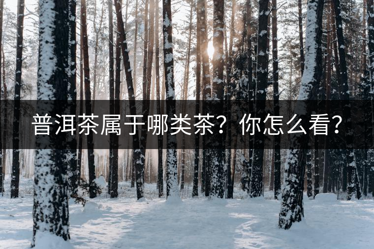 普洱茶屬于哪類茶？你怎么看？