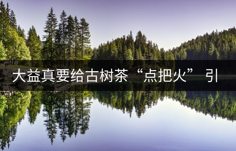 大益真要給古樹茶“點把火” 引火燒身？