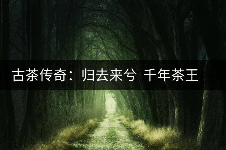 古茶傳奇:歸去來兮 千年茶王在云南 古茶傳奇:歸去來兮 千年茶王在云南