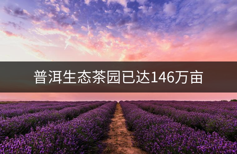 普洱生態(tài)茶園已達(dá)146萬畝 普洱生態(tài)茶園已達(dá)146萬畝