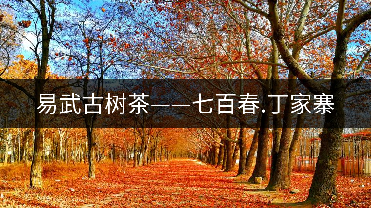 易武古樹茶——七百春.丁家寨