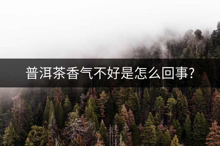 普洱茶香氣不好是怎么回事?