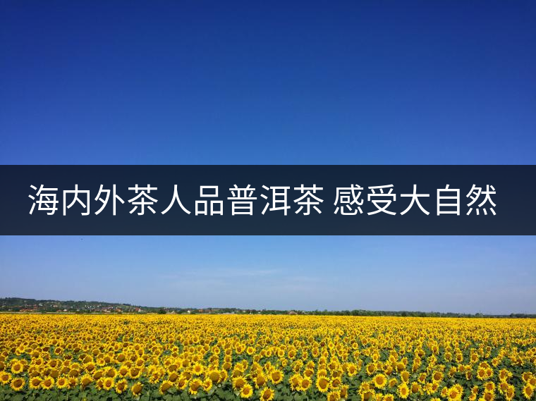 海內(nèi)外茶人品普洱茶 感受大自然恩賜 海內(nèi)外茶人品普洱茶 感受大自然恩賜