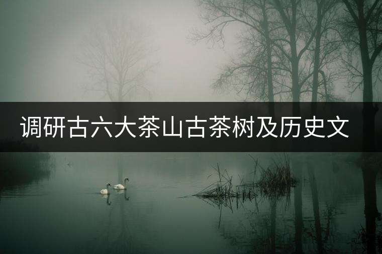 調(diào)研古六大茶山古茶樹及歷史文物保護 調(diào)研古六大茶山古茶樹及歷史文物保護