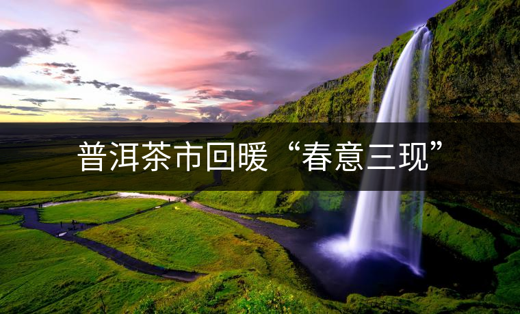 普洱茶市回暖“春意三現(xiàn)” 普洱茶市回暖“春意三現(xiàn)”