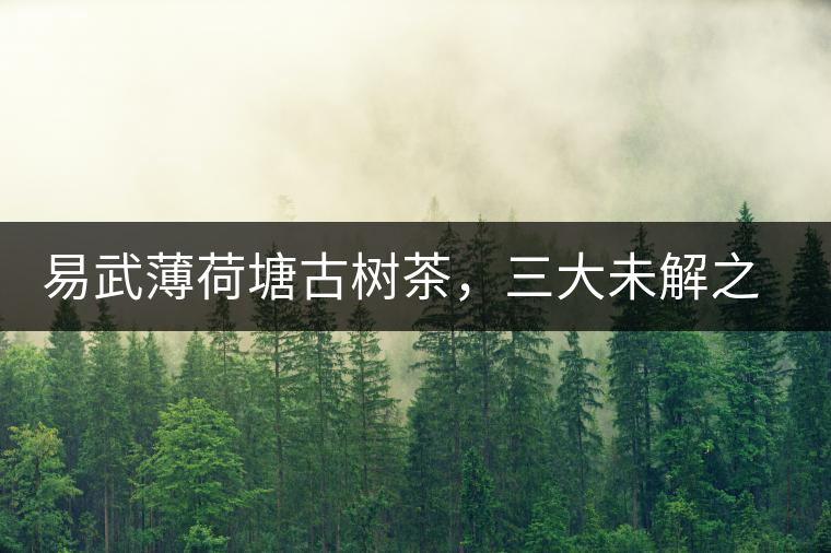 易武薄荷塘古樹茶，三大未解之謎