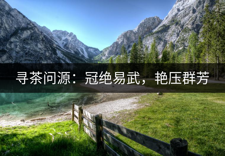 尋茶問(wèn)源：冠絕易武，艷壓群芳