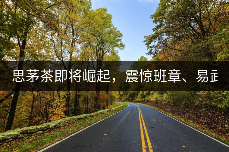 思茅茶即將崛起，震驚班章、易武！