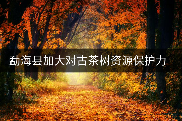 勐?？h加大對古茶樹資源保護力度