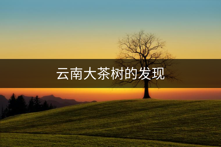 云南大茶樹的發(fā)現(xiàn)