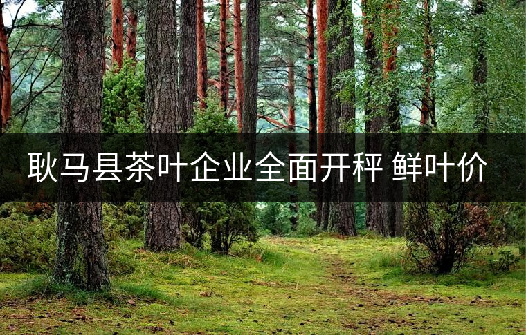 耿馬縣茶葉企業(yè)全面開秤 鮮葉價(jià)格上漲