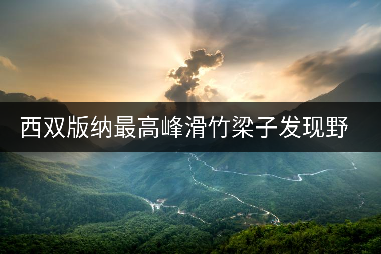 西雙版納最高峰滑竹梁子發(fā)現(xiàn)野生古茶樹(shù)群