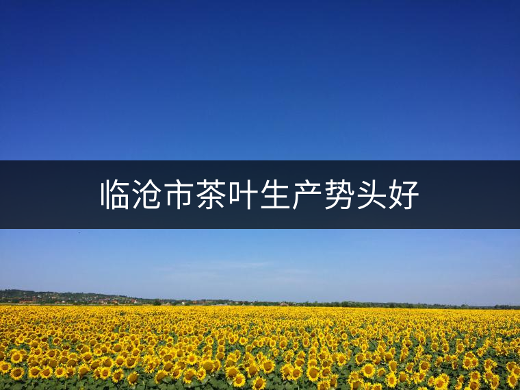 臨滄市茶葉生產(chǎn)勢(shì)頭好